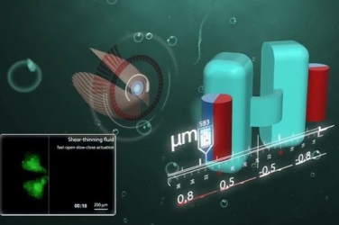 Новые микророботы будут похожи на морского гребешка