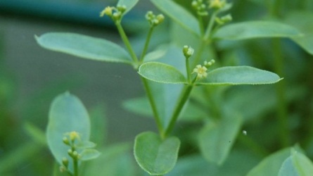 Li-ion аккумулятор из корня марены
