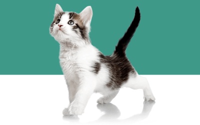 С Kittyo домашние любимцы будут всегда под присмотром